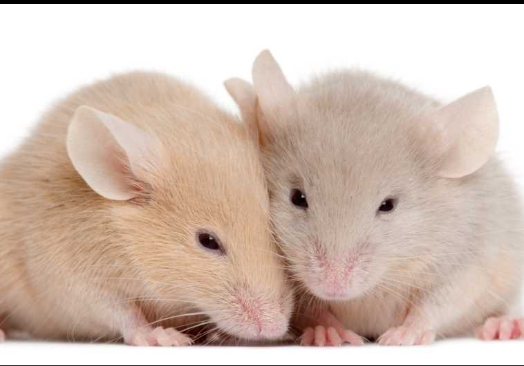 Mice [Illustrative]