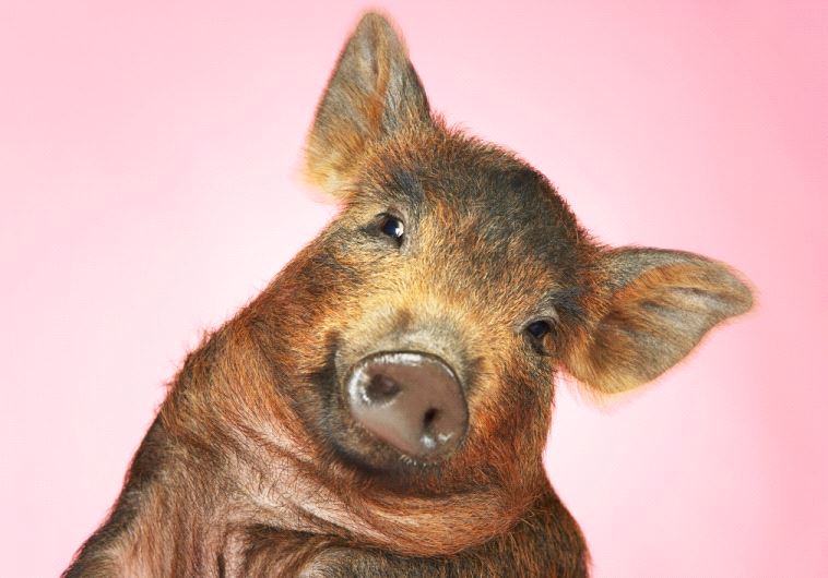 Brown pig